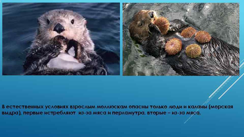 В естественных условиях взрослым моллюскам опасны только люди и каланы (морская выдра), первые истребляют