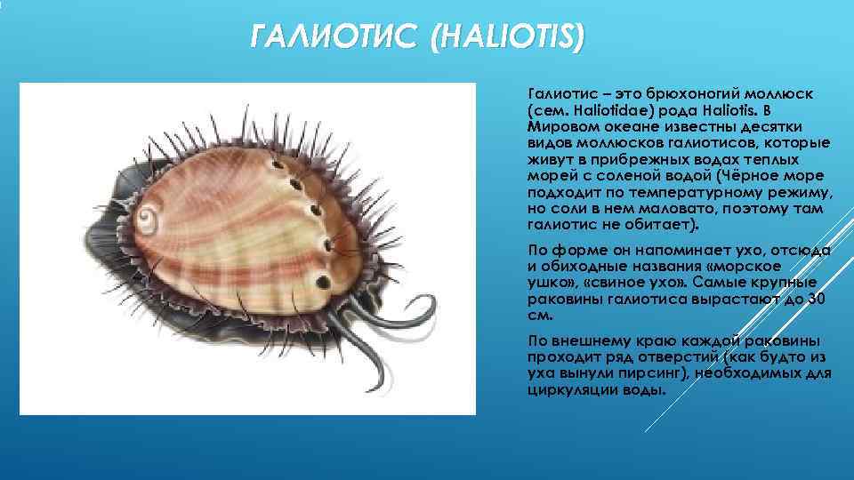 ГАЛИОТИС (HALIOTIS)    Галиотис – это брюхоногий моллюск    (сем.