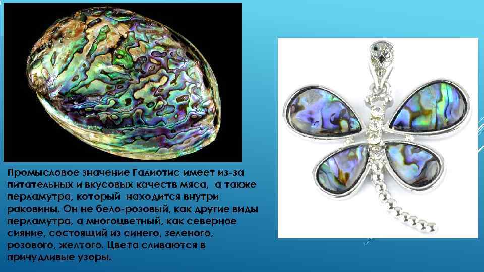 Промысловое значение Галиотис имеет из-за питательных и вкусовых качеств мяса, а также перламутра, который
