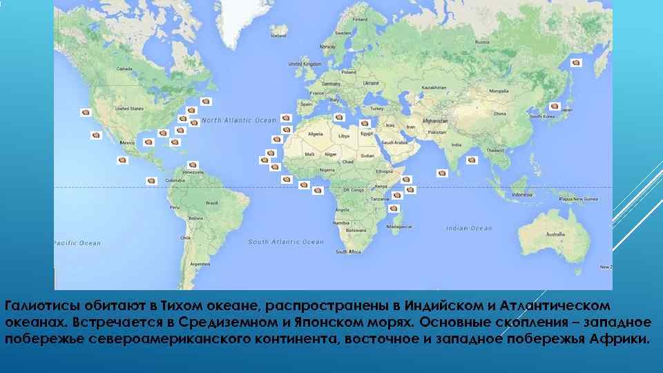 Галиотисы обитают в Тихом океане, распространены в Индийском и Атлантическом океанах. Встречается в Средиземном