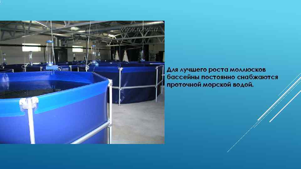 Для лучшего роста моллюсков бассейны постоянно снабжаются проточной морской водой. 