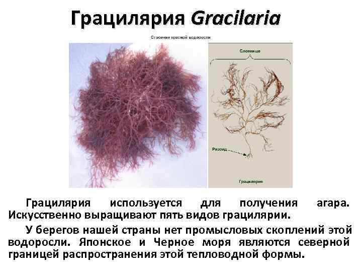    Грацилярия Gracilaria  Грацилярия используется для получения агара. Искусственно выращивают пять