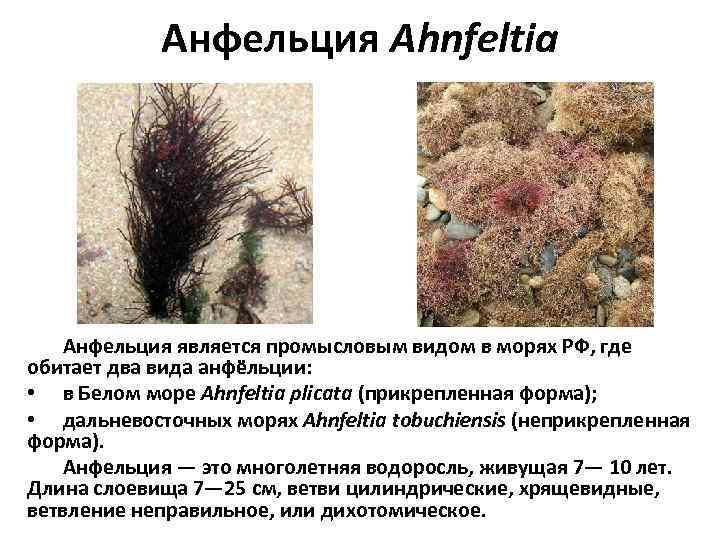   Анфельция Ahnfeltia  Анфельция является промысловым видом в морях РФ, где обитает