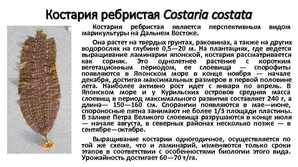 Костария ребристая Costaria costata   Костария ребристая является перспективным видом  марикультуры на