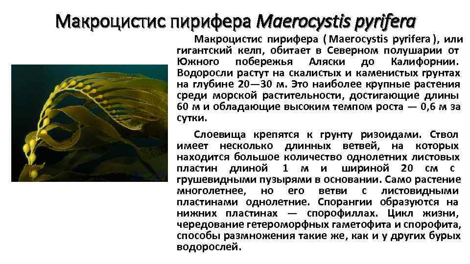 Макроцистис пирифера Maerocystis pyrifera   Макроцистис пирифера ( Maerocystis pyrifera ), или 