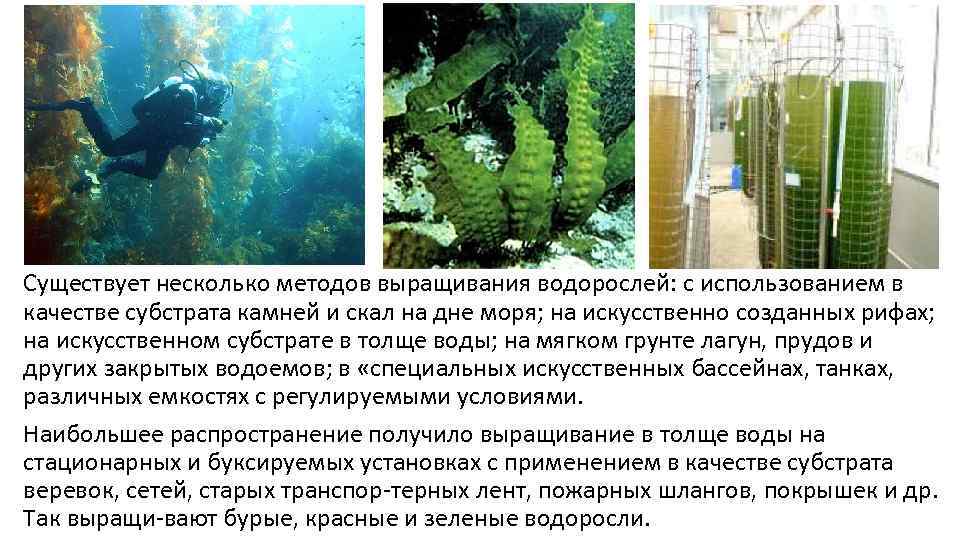 Существует несколько методов выращивания водорослей: с использованием в качестве субстрата камней и скал на