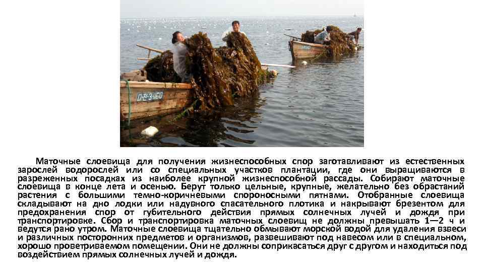   Маточные слоевища для получения жизнеспособных спор заготавливают из естественных зарослей водорослей или