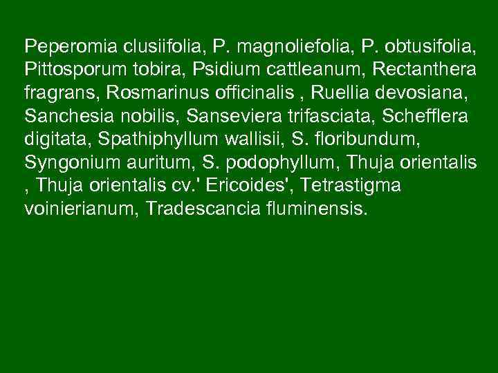 Peperomia clusiifolia, P. magnoliefolia, P. obtusifolia, Pittosporum tobira, Psidium cattleanum, Rectanthera fragrans, Rosmarinus officinalis