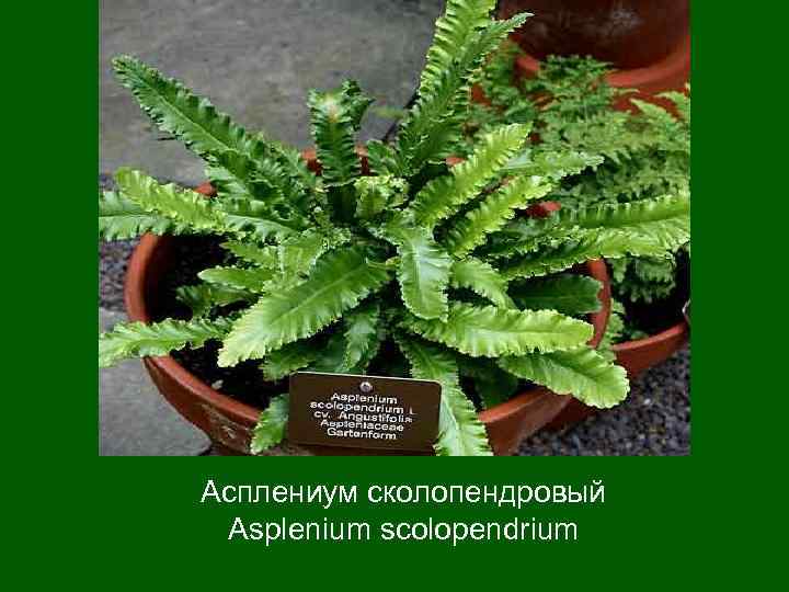 Асплениум сколопендровый  Asplenium scolopendrium 