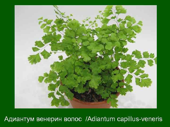 Адиантум венерин волос /Adiantum capillus-veneris  