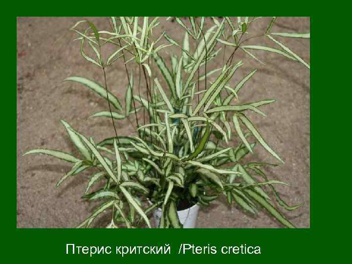 Птерис критский /Pteris cretica 