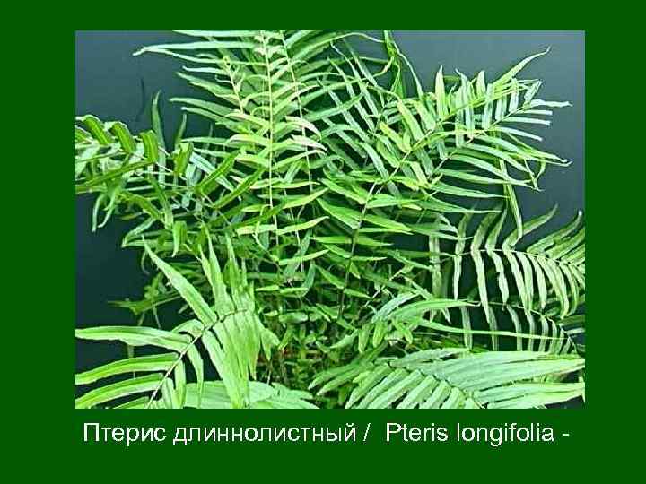 Птерис длиннолистный / Pteris longifolia - 