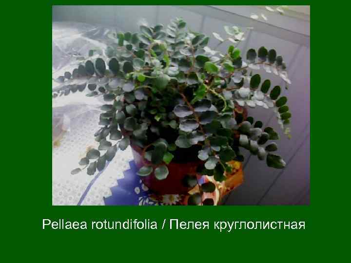 Pellaea rotundifolia / Пелея круглолистная 