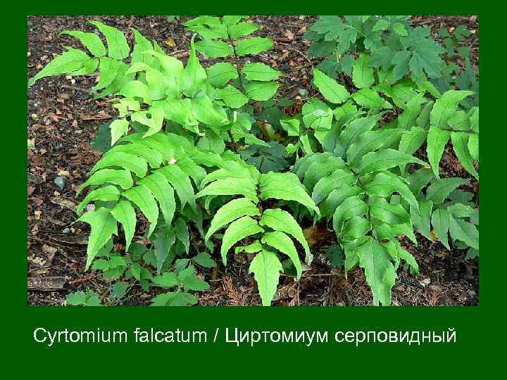 Cyrtomium falcatum / Циртомиум серповидный 