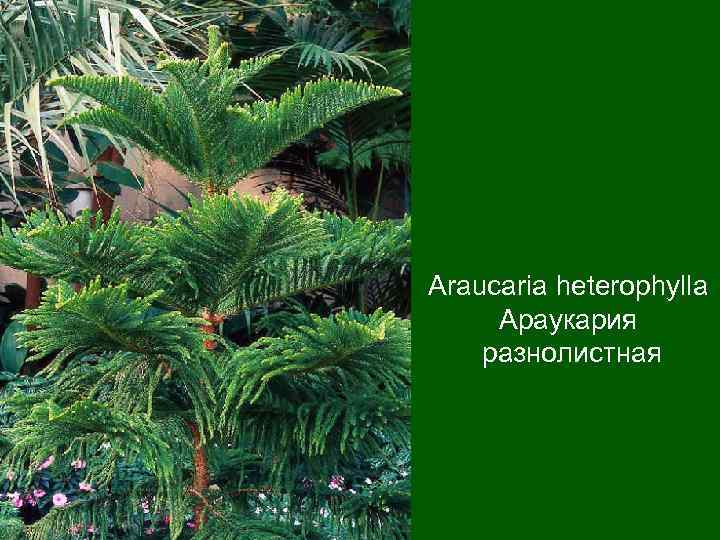 Аraucaria heterophylla Араукария разнолистная 