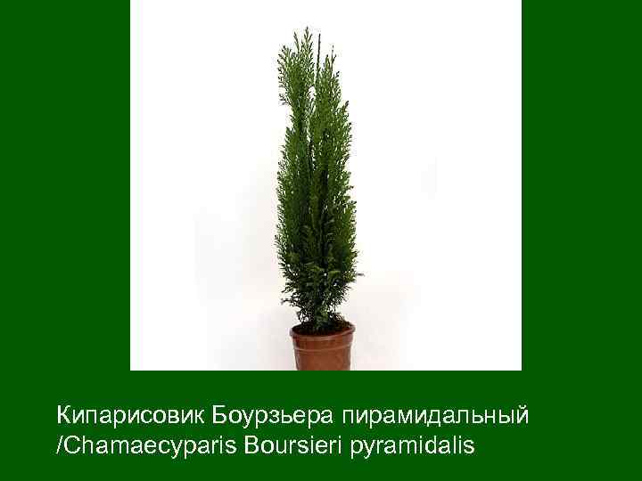 Кипарисовик Боурзьера пирамидальный  /Chamaecyparis Boursieri pyramidalis 
