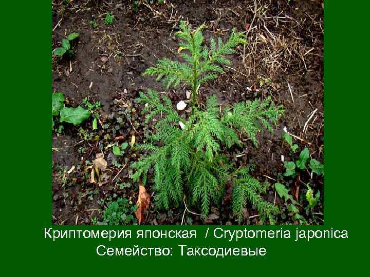 Криптомерия японская / Cryptomeria japonica   Семейство: Таксодиевые 