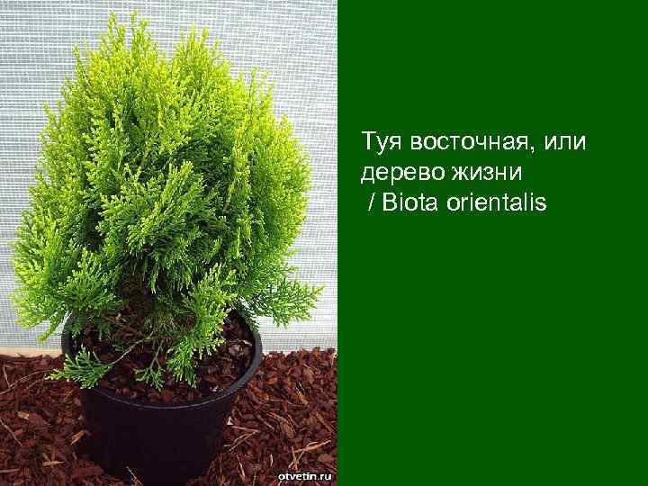 Туя восточная, или дерево жизни  / Biota orientalis 