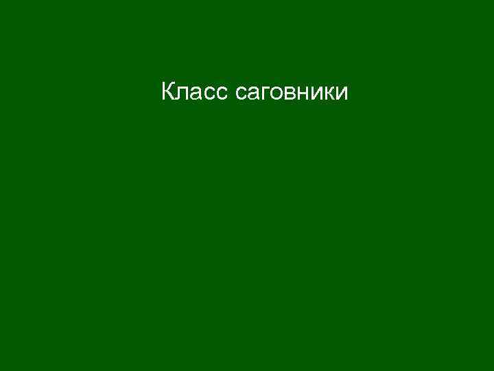 Класс саговники 