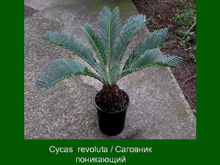 Cycas revoluta / Саговник  поникающий 