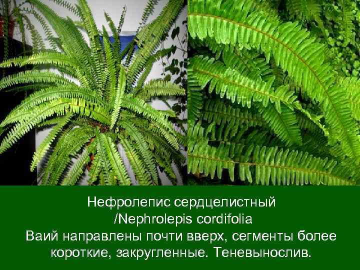   Нефролепис сердцелистный    /Nephrolepis cordifolia Ваий направлены почти вверх, сегменты