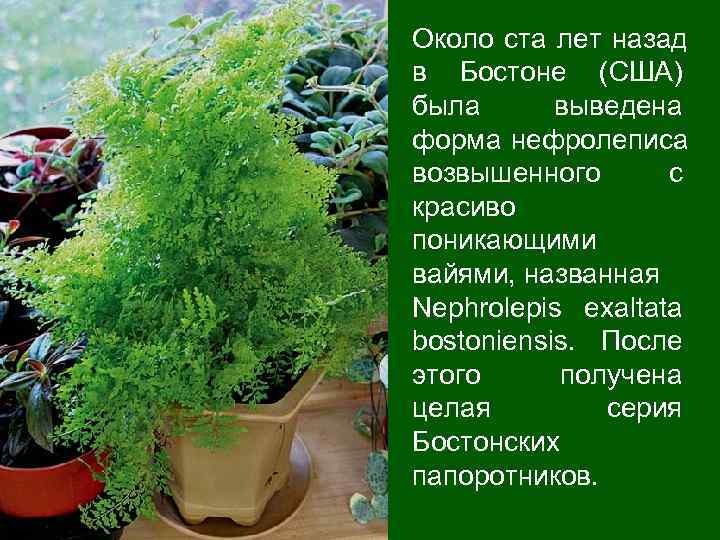 Около ста лет назад в Бостоне (США) была  выведена форма нефролеписа возвышенного 