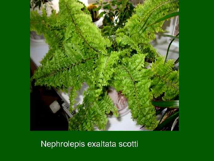 Nephrolepis exaltata scotti 