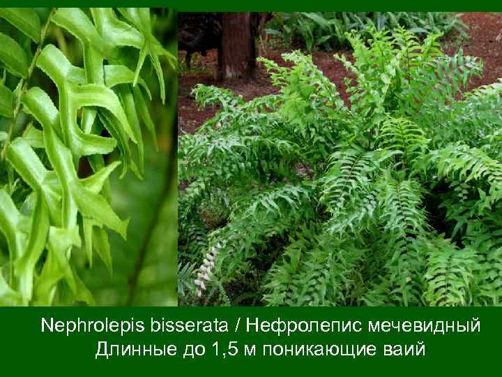 Nephrolepis bisserata / Нефролепис мечевидный Длинные до 1, 5 м поникающие ваий 