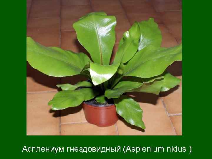 Асплениум гнездовидный (Asplenium nidus ) 