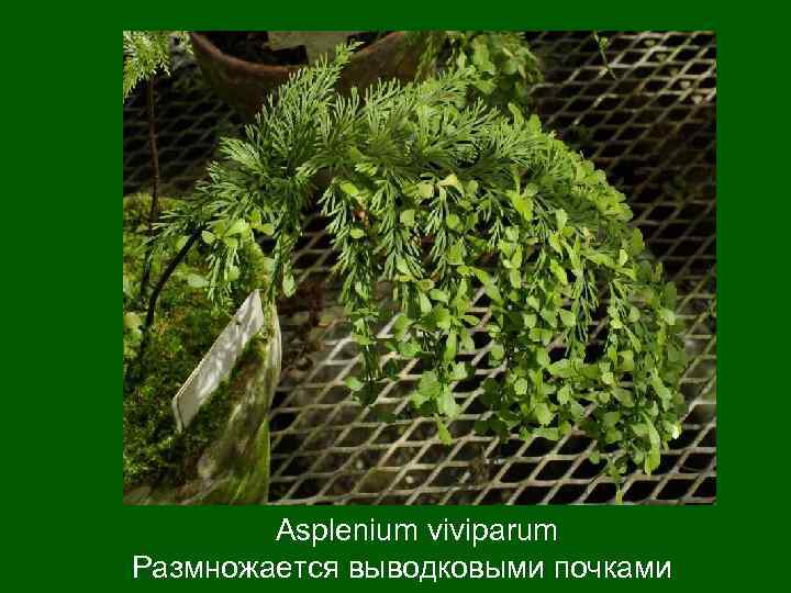   Asplenium viviparum Размножается выводковыми почками 