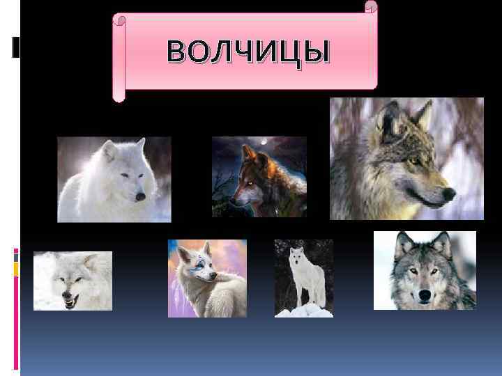   ВОЛЧИЦЫ Стаи волков и волчиц  