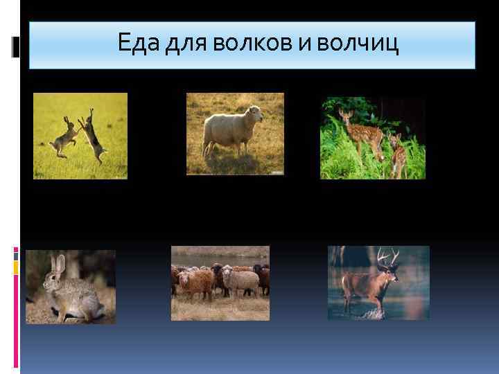    Еда для волков и волчиц 