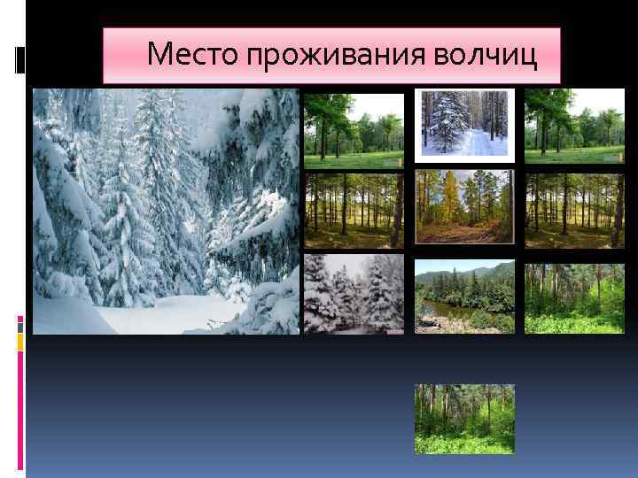  Место проживания волчиц  