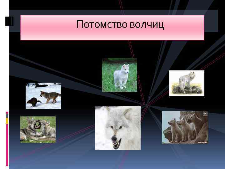       Потомство волчиц 