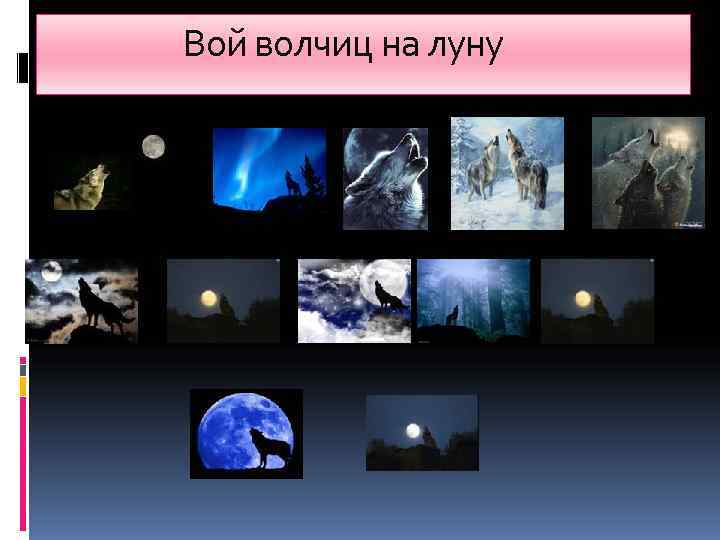     Вой волчиц на луну 