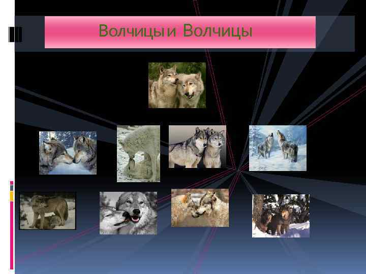     Волчицы и Волчицы 