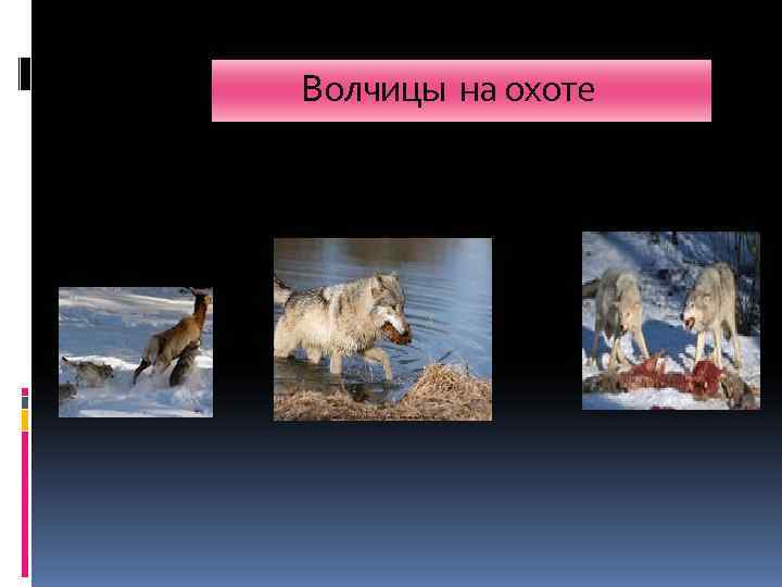   Волчицы на охоте 