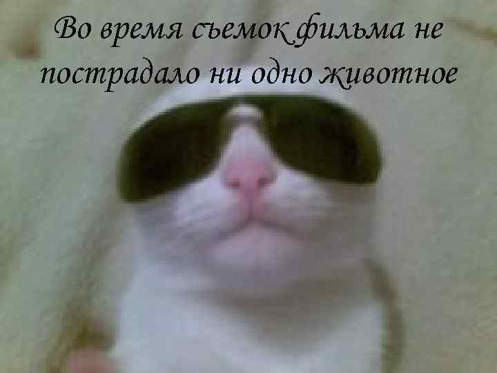  Во время съемок фильма не пострадало ни одно животное 