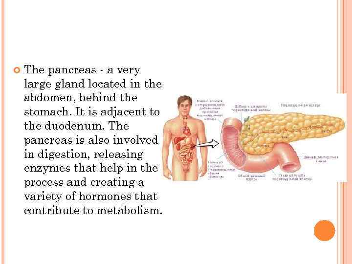   The pancreas - a very large gland located in the abdomen, behind