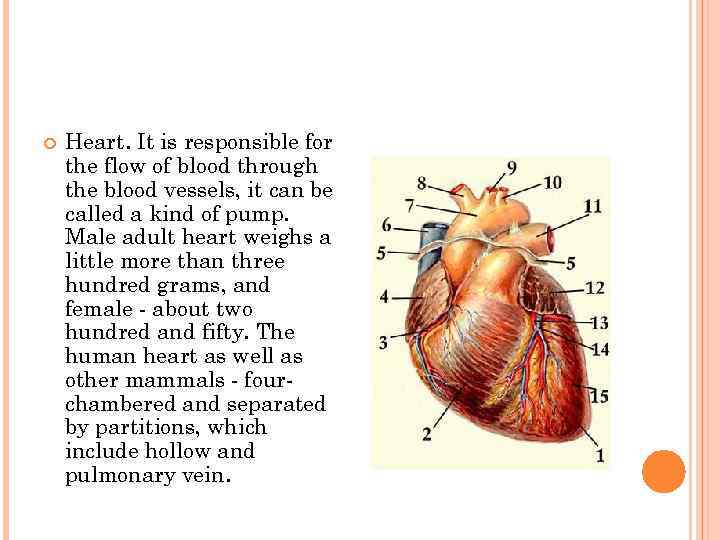   Heart. It is responsible for the flow of blood through the blood