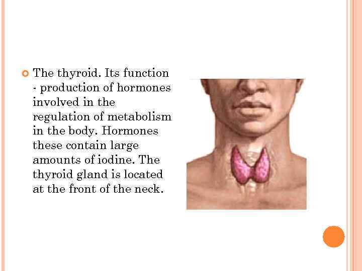   The thyroid. Its function - production of hormones involved in the regulation