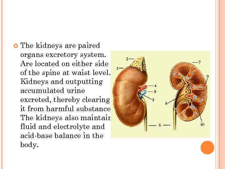   The kidneys are paired organs excretory system. Are located on either side