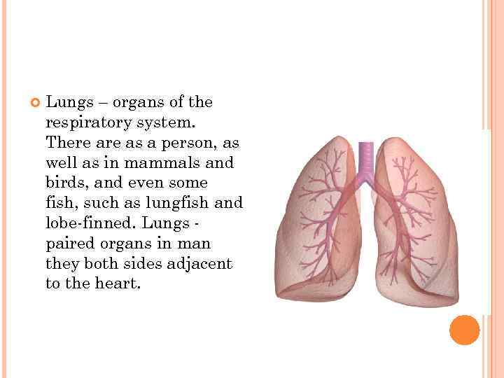   Lungs – organs of the respiratory system. There as a person, as