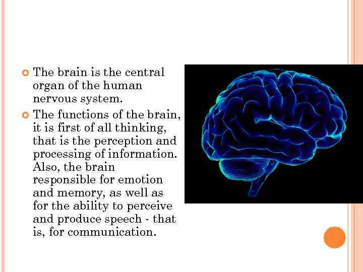  The brain is the central  organ of the human  nervous system.