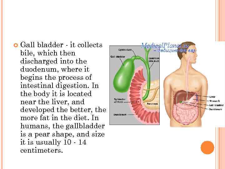   Gall bladder - it collects bile, which then discharged into the duodenum,
