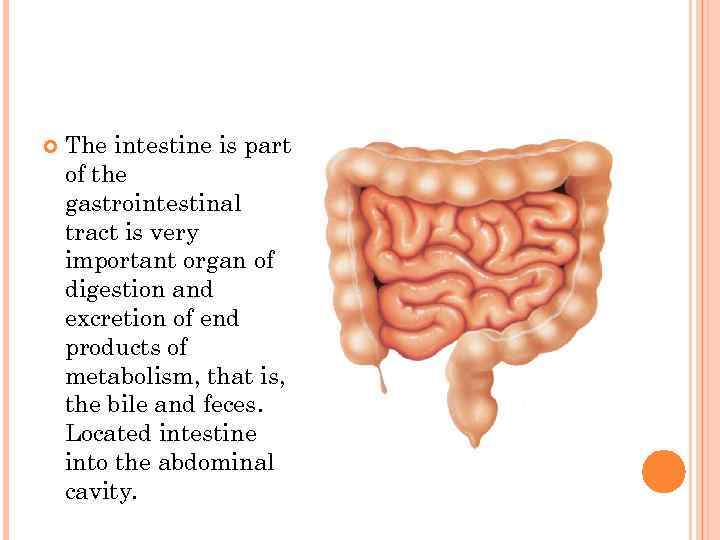   The intestine is part of the gastrointestinal tract is very important organ