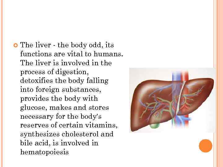  The liver - the body odd, its functions are vital to humans.