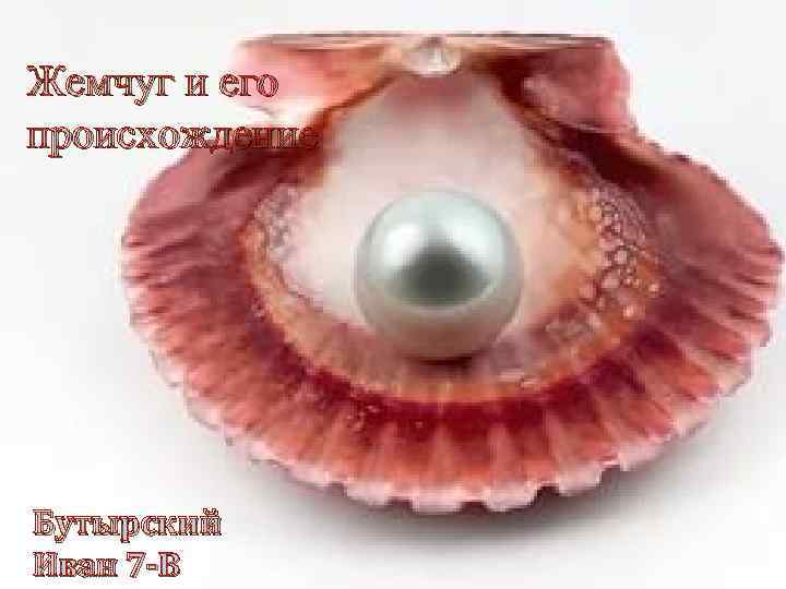 Жемчуг и его происхождение Бутырский Иван 7 -В 