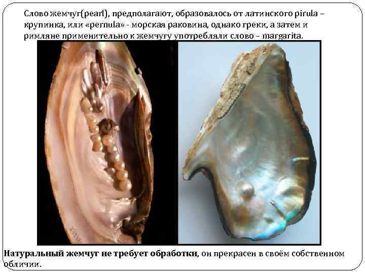   Слово жемчуг(pearl), предполагают, образовалось от латинского pirula – крупинка, или «pernula» -