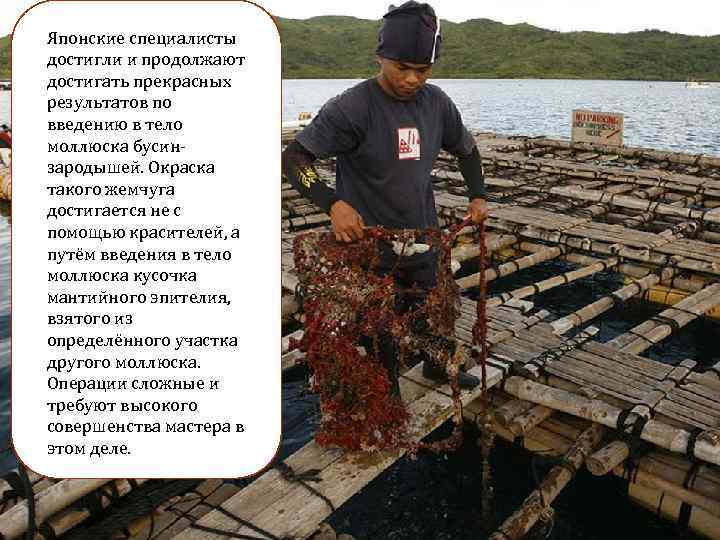 Японские специалисты достигли и продолжают достигать прекрасных результатов по введению в тело моллюска бусин-